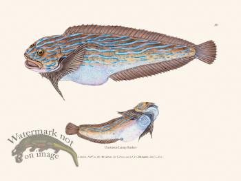 032 Unctuous Lump Sucker